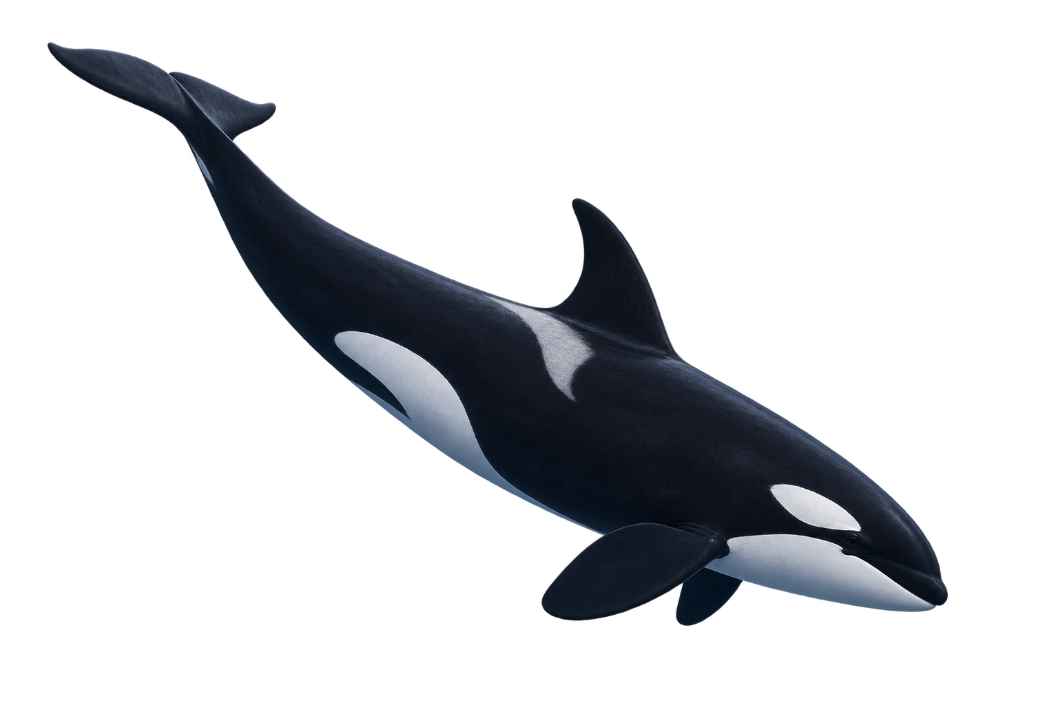 orca